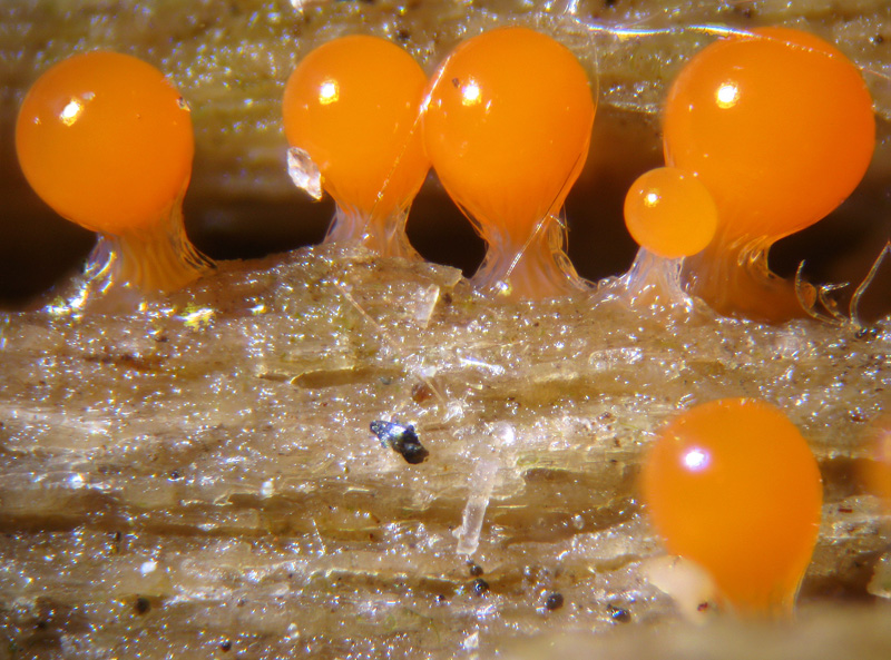 Trichia decipiens?
